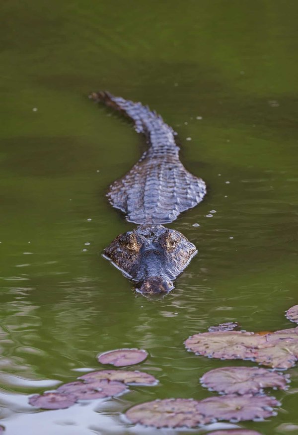Come costruire un piccolo stagno per pesci in un giardino con spazio limitato?